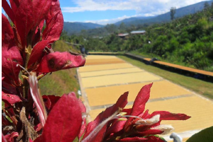 Costa Rica Tarrazu kaffe