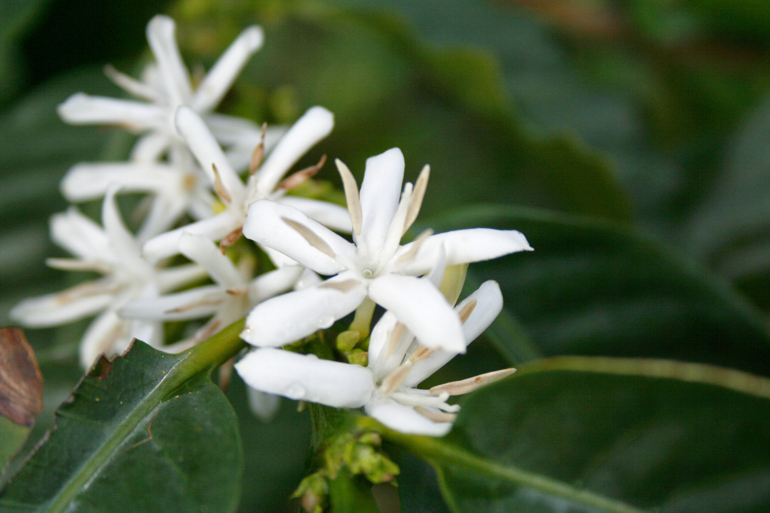 Florale toner fra Etiopia