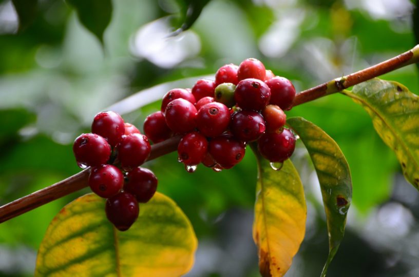 Bli med til kaffelandet Costa Rica