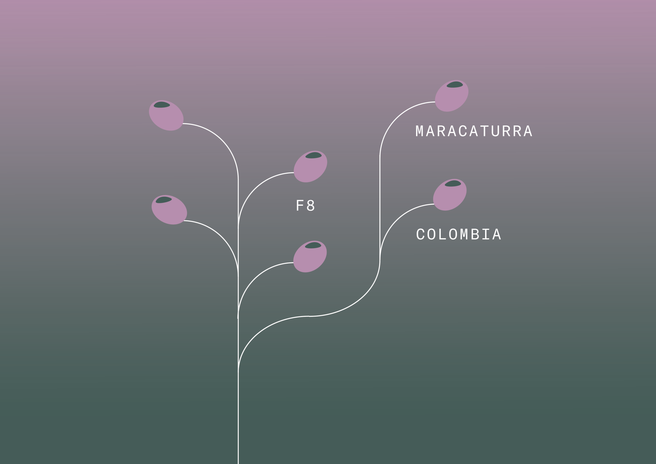 Virgelina Suarez x Solberg & Hansen